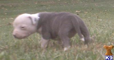 BLUE WITH WHITE HEAD 1  FEMALE