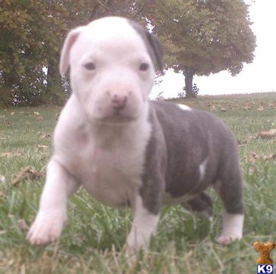 BIG BRINDLE AND WHITE FEMALE