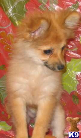 HANDSOME SABLE MALE IS LOOKING FOR HIS NEW FAMILY TO LOVE