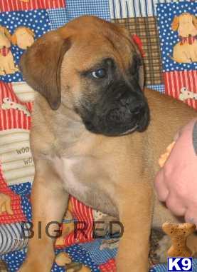 AKC BULLMASTIFF   PENDING