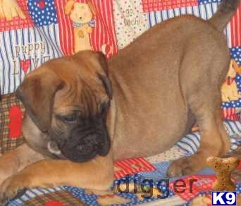 AKC BULLMASTIFF   SPECIAL PRICE