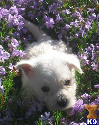 WEST HIGHLAND TERRIER BABIES READY FOR CHRISTMAS
