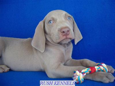 WEIM TIME 