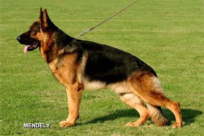 V-10 BSZS Yanox Bad Boll-Gina