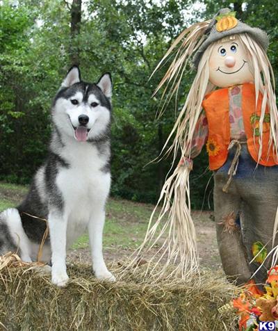 AKC Siberian Husky Puppies