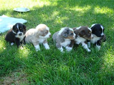 Fantastic Aussie Pups 