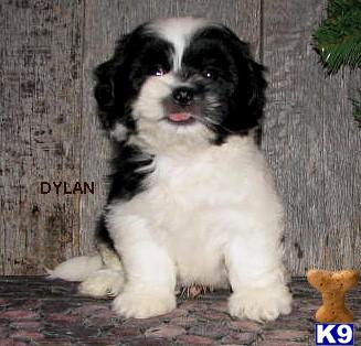 Coton-Shih Coton-Sheets Male puppy Dylan