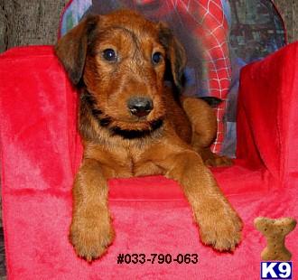 Irish Terrier Male Puppy #063