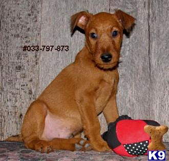 Irish Terrier Male Puppy #873