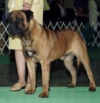 Royal Cyrus the Great