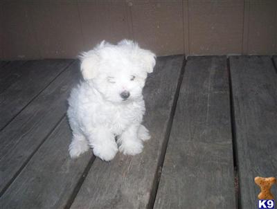 AKC Maltese