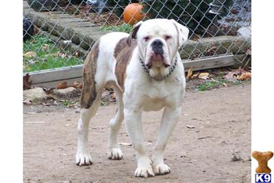 100 Johnson American Bulldogs for sale