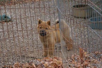 A.K.C. Red Smooth Female Chow Chow