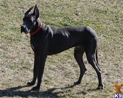 AKC GREAT DANE BLUE STUD