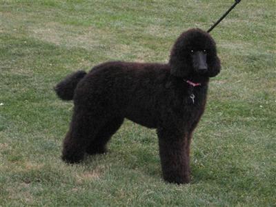 STANDARD POODLE PUPS CUTE