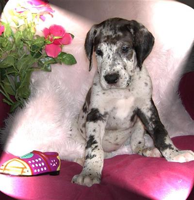PENDING- SILVER SAGE-Sabras Danes