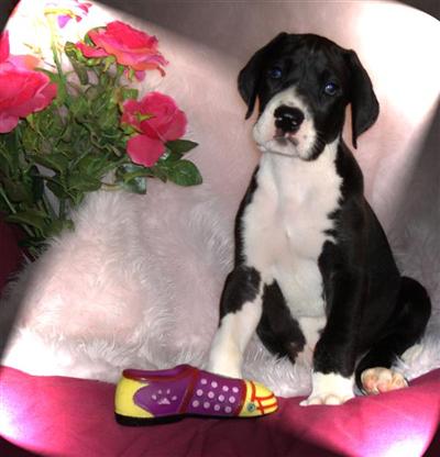 PENDING BEAUTIFUL HANNA-Sabras Danes