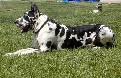 PENDING DEPOSIT MUFASA JR. I will be a BIG BOY- Sabras Danes