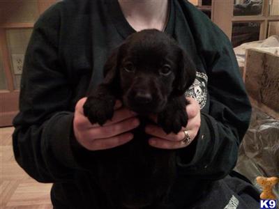 AKC Labrador Retriever Puppies