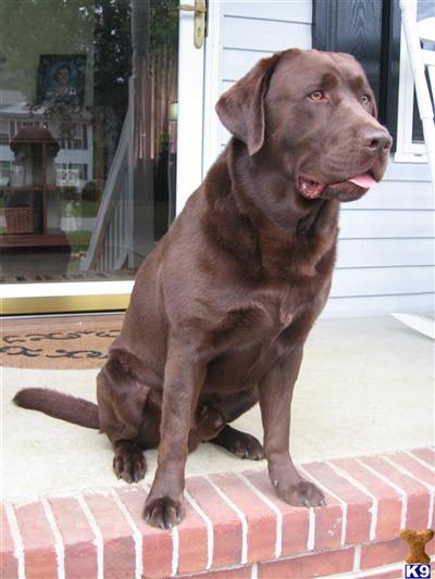 Samson
