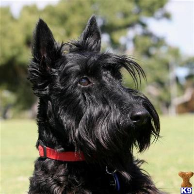 AKC BLACK Scotties