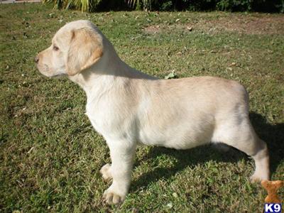 Aslan Boy AKC Labrador Retriever