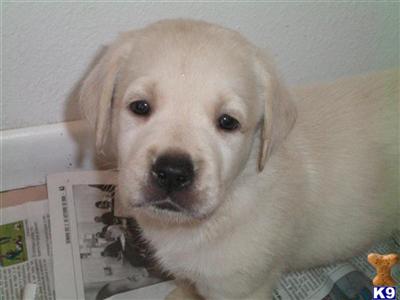 Gorgeous Lacey Girl AKC Labrador