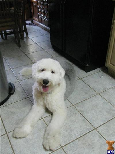 Sir Britz Sky Walker AKA Buster