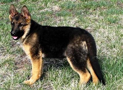 German Shepherds German Shepherds for sale