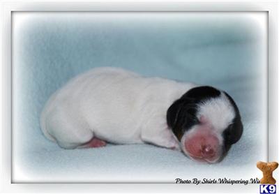 Miniature Dachshund Black and Tan Piebald Male