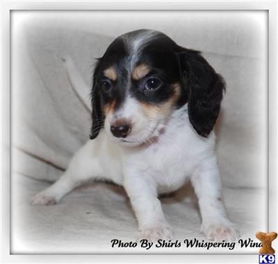 Chocolate and Tan Piebald Female Long Coat