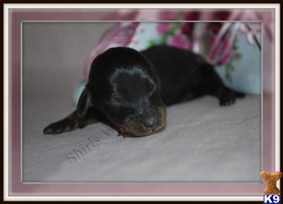 Miniature Dachshunds