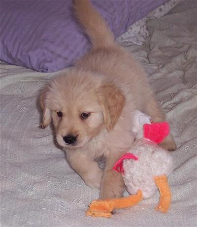 Golden Retriever Puppies