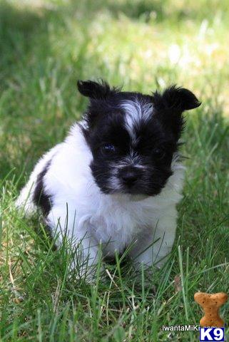AMRA Mi-Ki Puppies For Sale