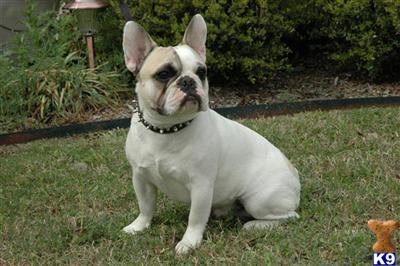 Gus