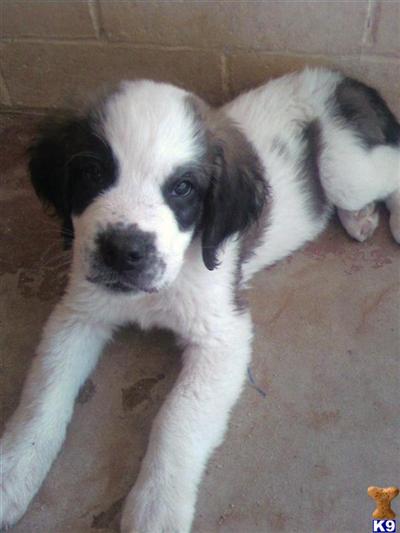 Saint Bernard Puppies