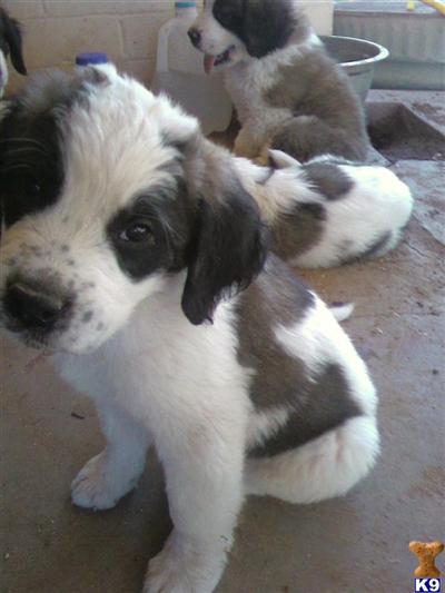 Saint Bernard Puppies