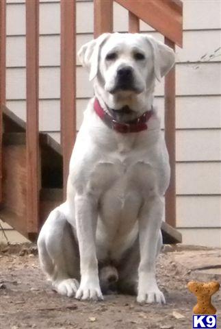 Stofers Rosco