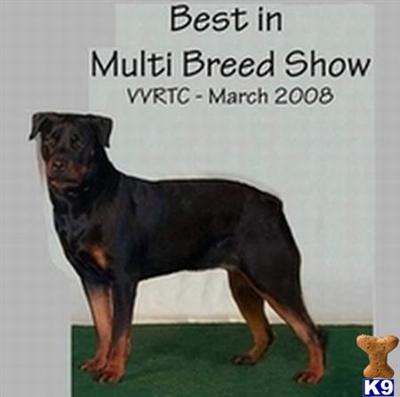 Sentra Rottweilers Has Reg.Rottweiler puppies due soon