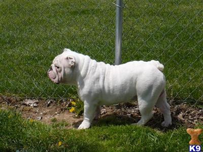 Loveable Bulldog Puppy