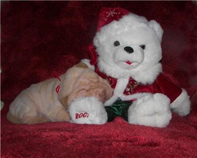 WHITE SHAR-PEI PUPPIES 
