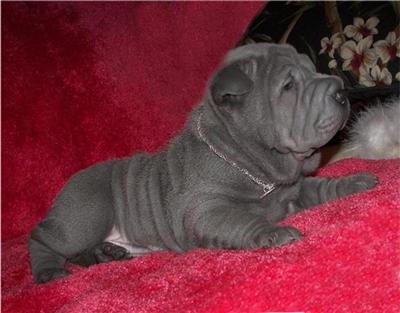 BLUE PUPPIES COMING