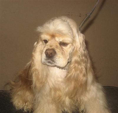 AKC Cocker Puppy