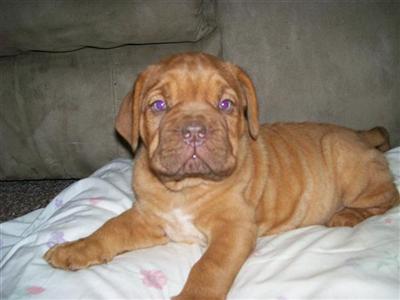 PARIS BORDEAUX PUPPIES