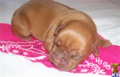 Destiny Female Dogue de Bordeaux