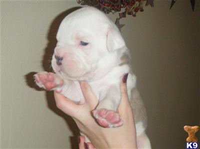 Olde English Bulldogge 