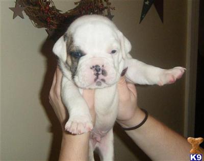 Olde English Bulldogge 
