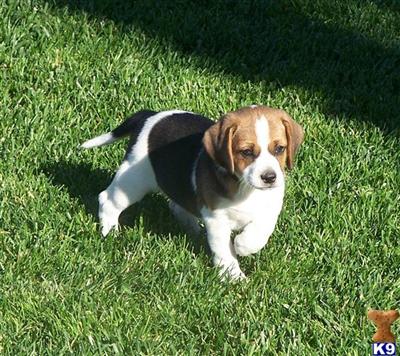 Beagles ready for homes