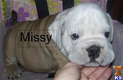  Female with CH Bloodlines