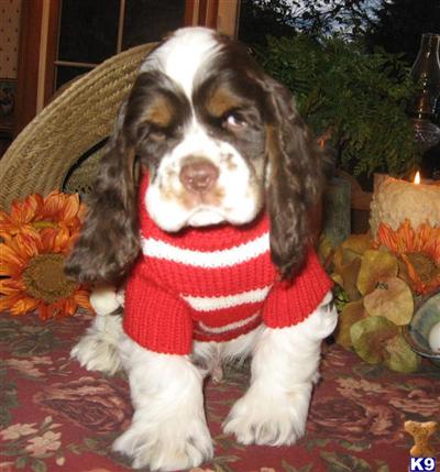 Champion AKC Cocker Spaniel Puppies